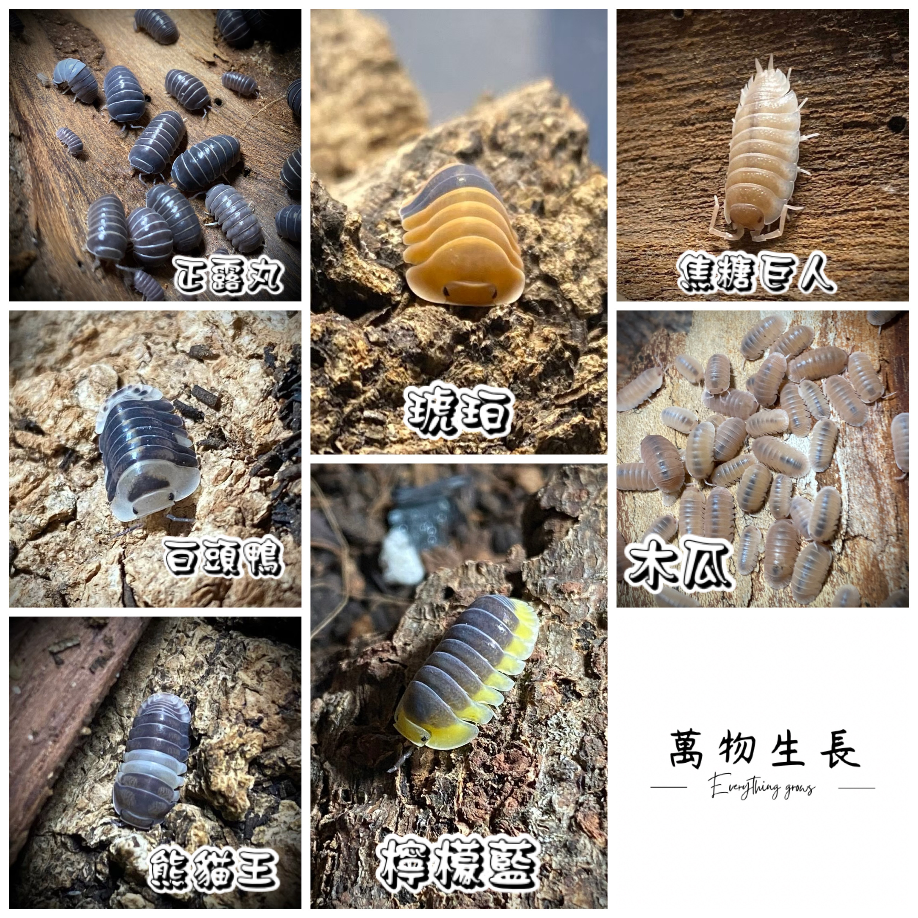 萬物生長 — 熊貓王、檸檬藍等鼠婦品系展示